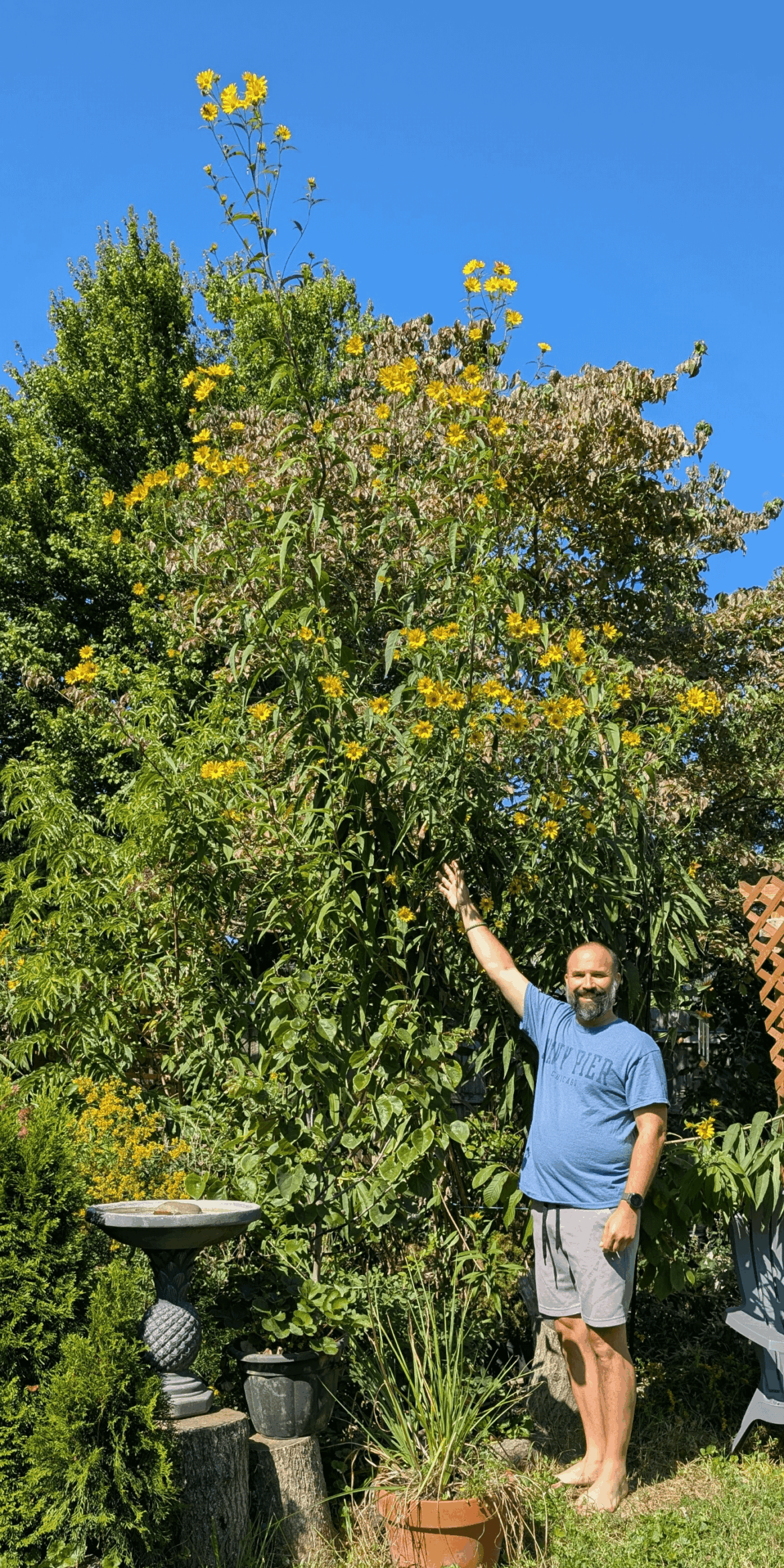 My 16' tall native sunflower