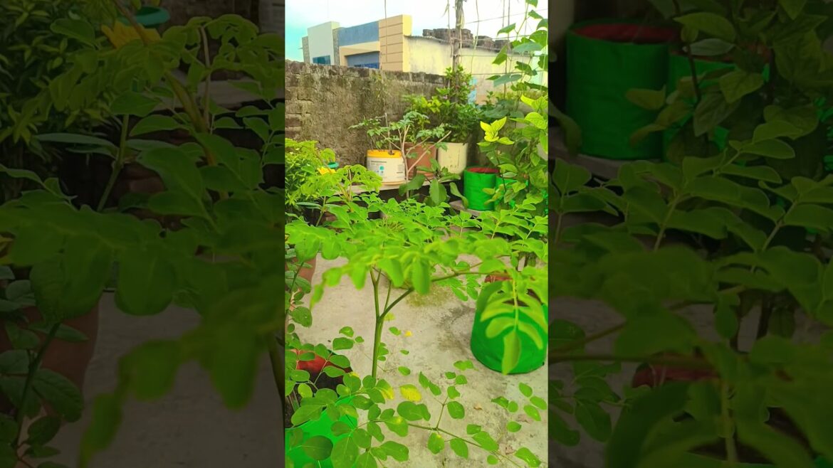 ऐसे करे तनाव कम☘️😍 #gardening #garden #plants #flowers #trends #trendingshorts #nature #home #grow ऐसे करे तनाव कम☘️😍 #gardening #garden #plants #flowers #trends #trendingshorts #nature #home #grow