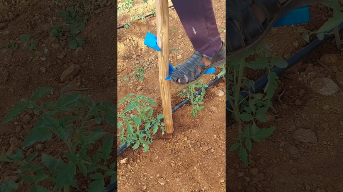 Usefull Tool👌 for Tomato Farming👆 #garden #tomatofarming ##idea