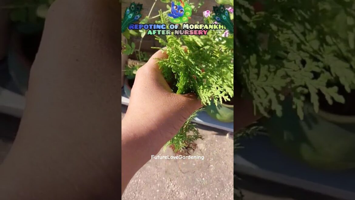 Morpankhi का सफर nursery से pot घर तक ❌️🥹 #shorts #gardening #futurelovegardening #morpankhi Morpankhi का सफर nursery से pot घर तक ❌️🥹 #shorts #gardening #futurelovegardening #morpankhi