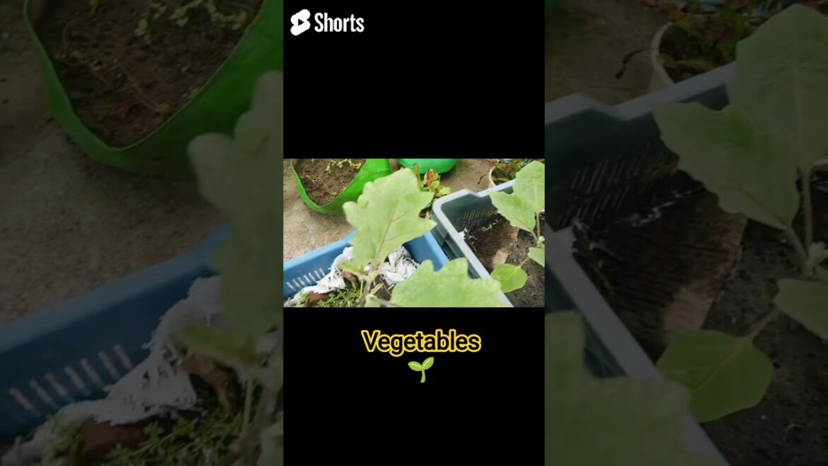 Indian Gardener# vegetable gardening