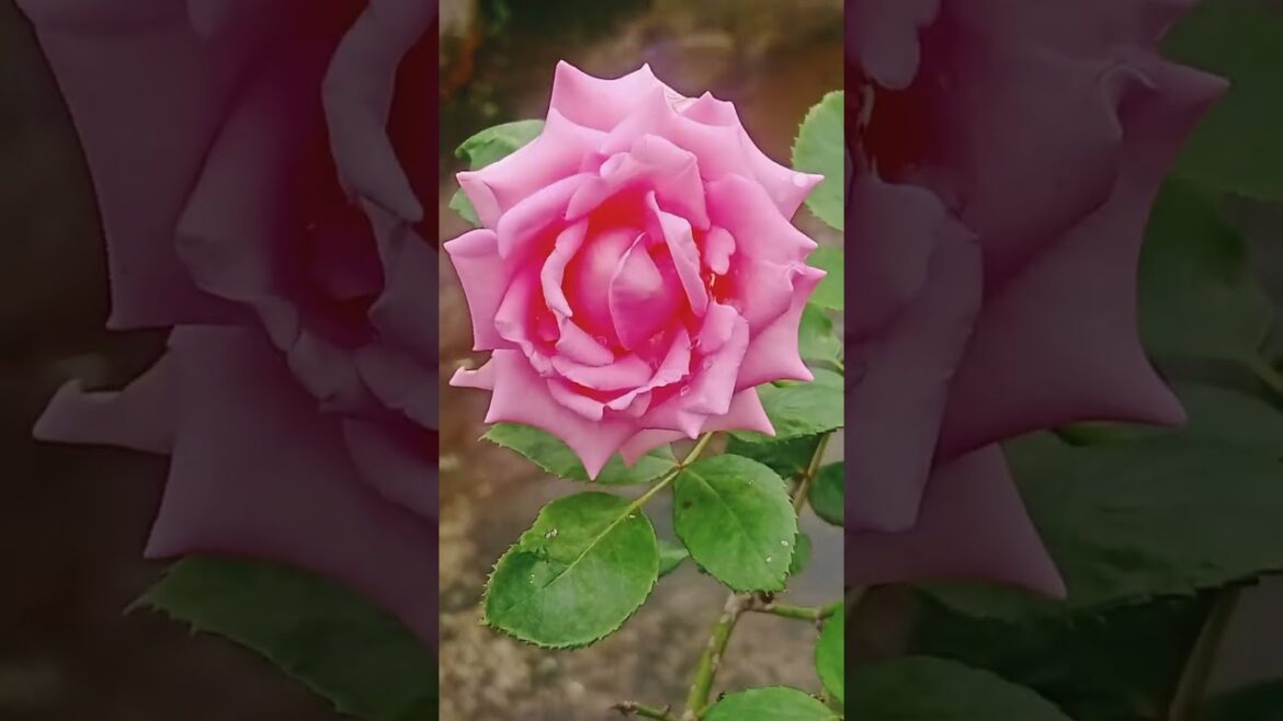 rose plant short video#garden tips#viral video#trading video#yasmin 's garden 🏡🏡