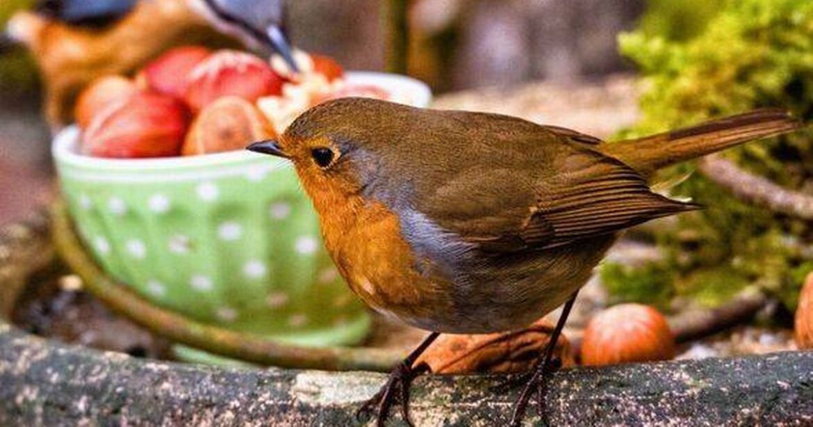 Robins ‘keep coming back to gardens’ if you put out one kitchen staple Ipso logo