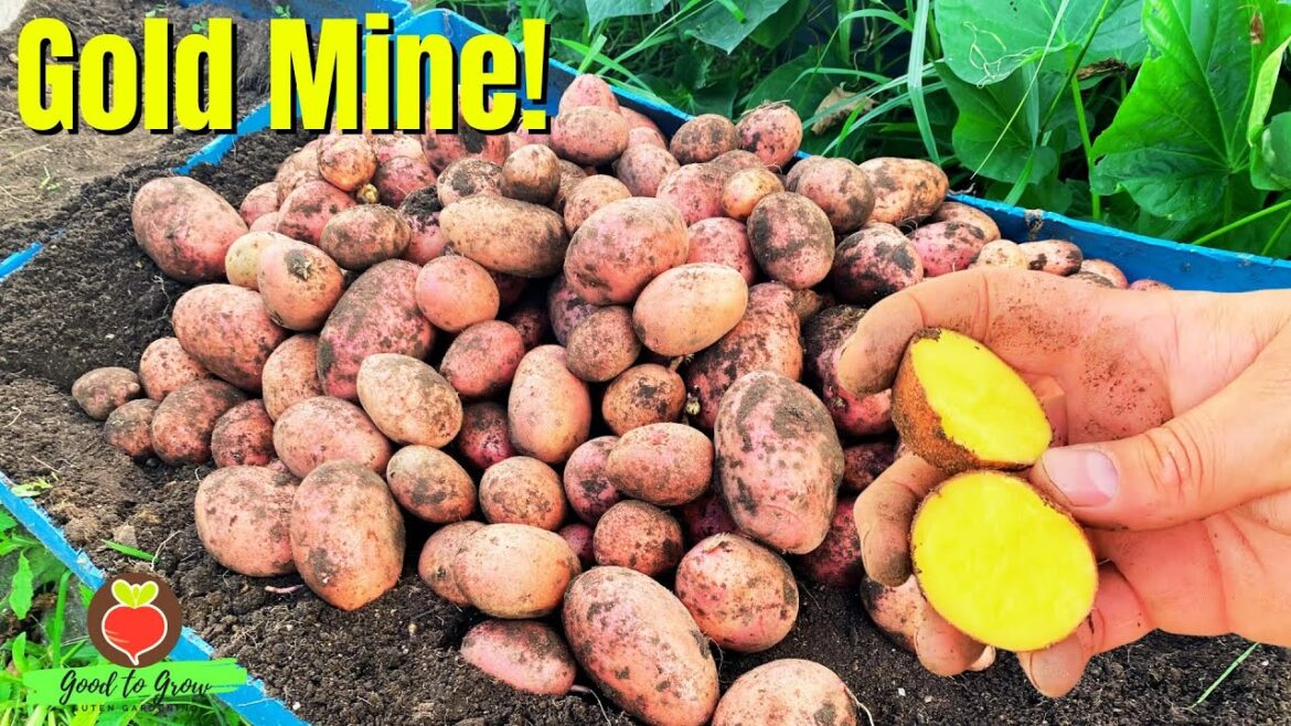 TOP Potato Variety for Container Gardening Revealed!