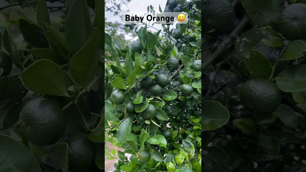 Subscribe for Orange🍊Gardening Vlogs🍊#shorts #youtube #youtubeshorts #trending #ytshorts #trends