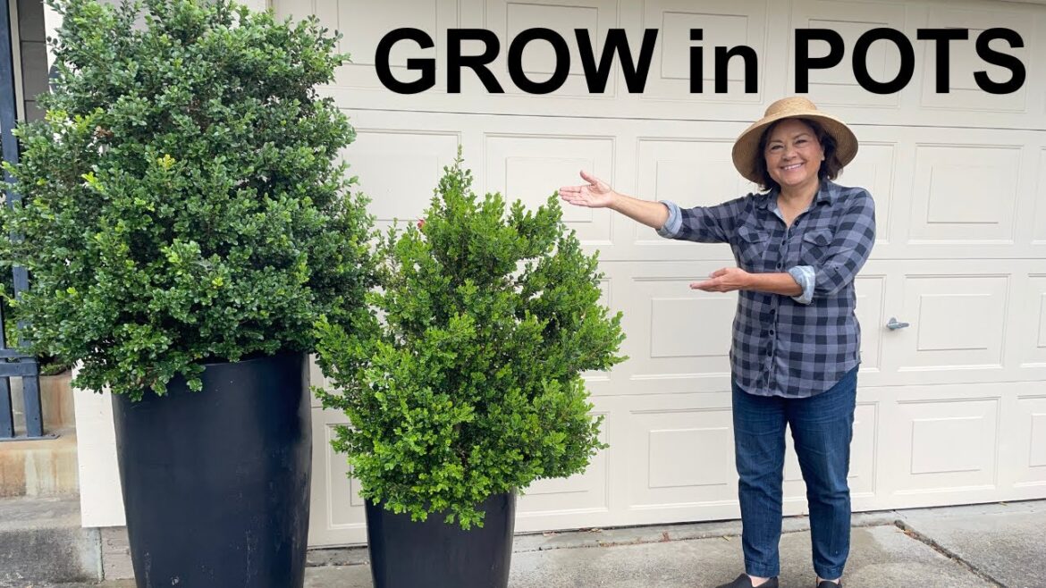 Container Gardening Tips: 5 Simple Steps I Wish I Knew Sooner Container Gardening Tips: 5 Simple Steps I Wish I Knew Sooner