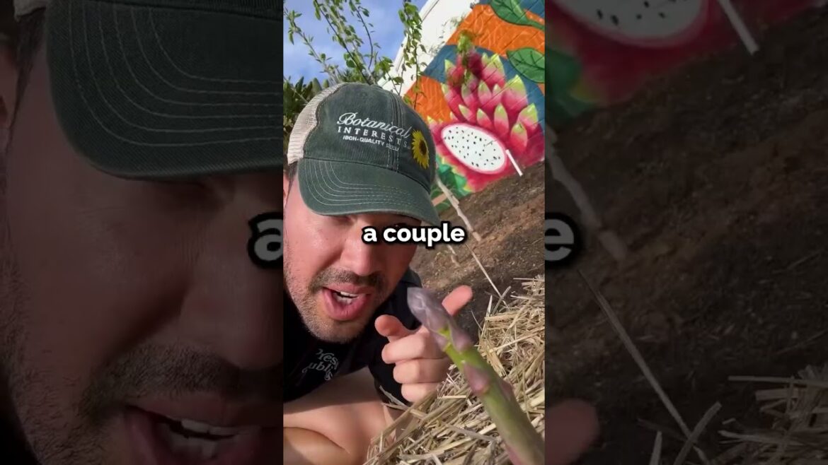 I finally grew asparagus...