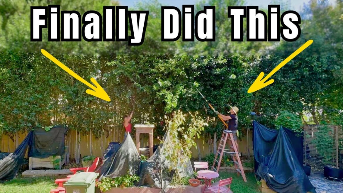 The Tree Job We Had to Do /CaliKim UnCut 6