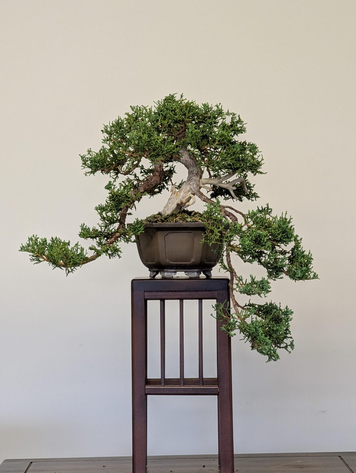 (Semi?)cascade juniper's second styling