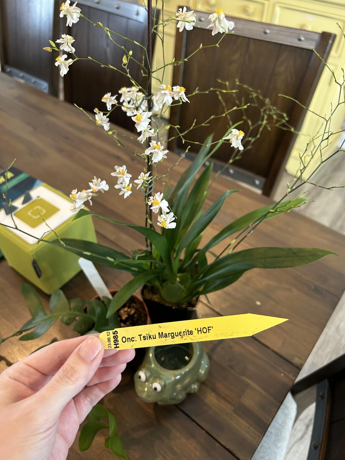 Purchased my second orchid today 🤩