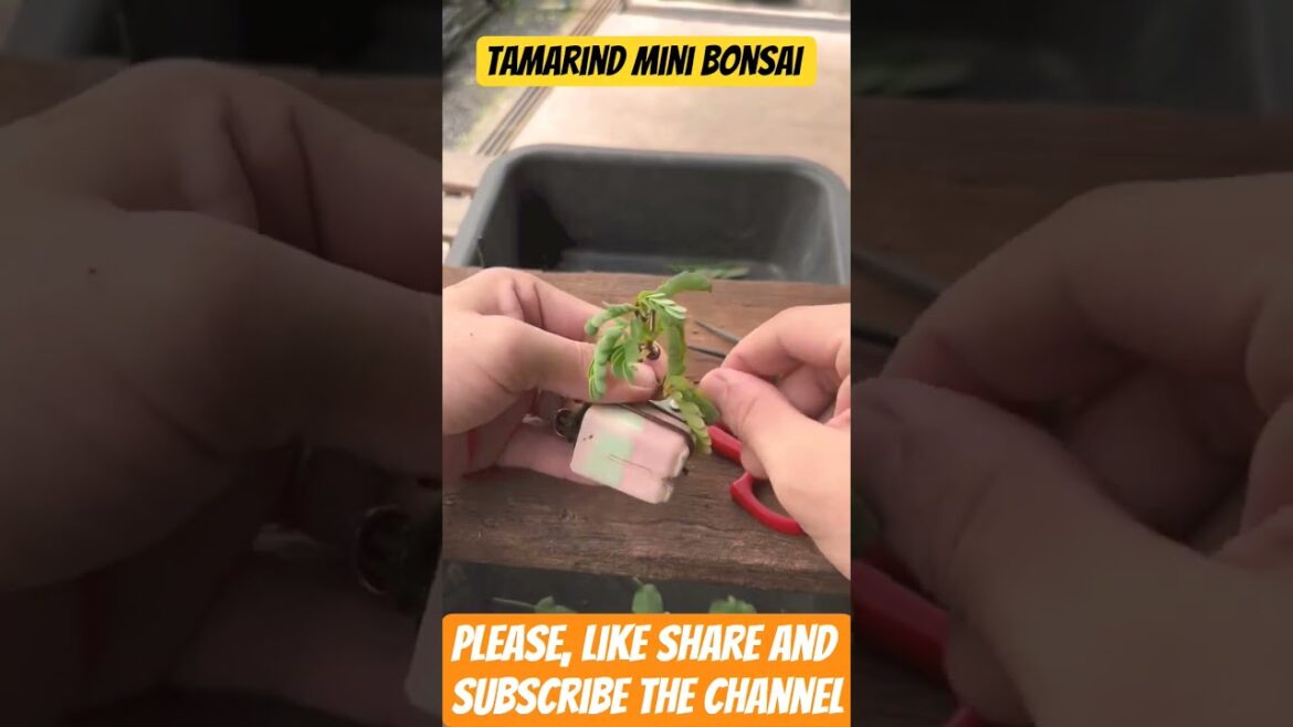 Tamarind Mini Bonsai, Tamarind Bonsai Making #tamarind #bonsaitree #bonsaimaking #shortvideo #viral Tamarind Mini Bonsai, Tamarind Bonsai Making #tamarind #bonsaitree #bonsaimaking #shortvideo #viral