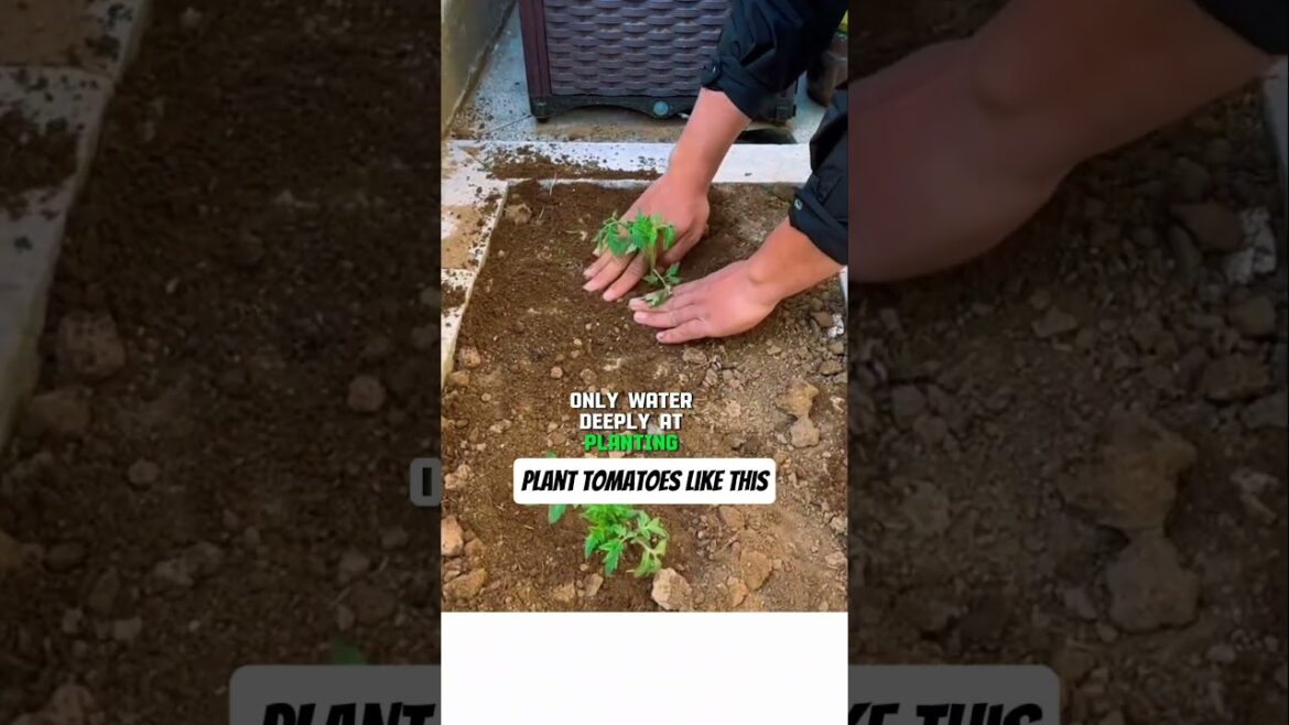 Secret to Strong Roots & Heavy Harvests for tomatoes #shorts #farming #gardeningtips #plants Secret to Strong Roots & Heavy Harvests for tomatoes #shorts #farming #gardeningtips #plants