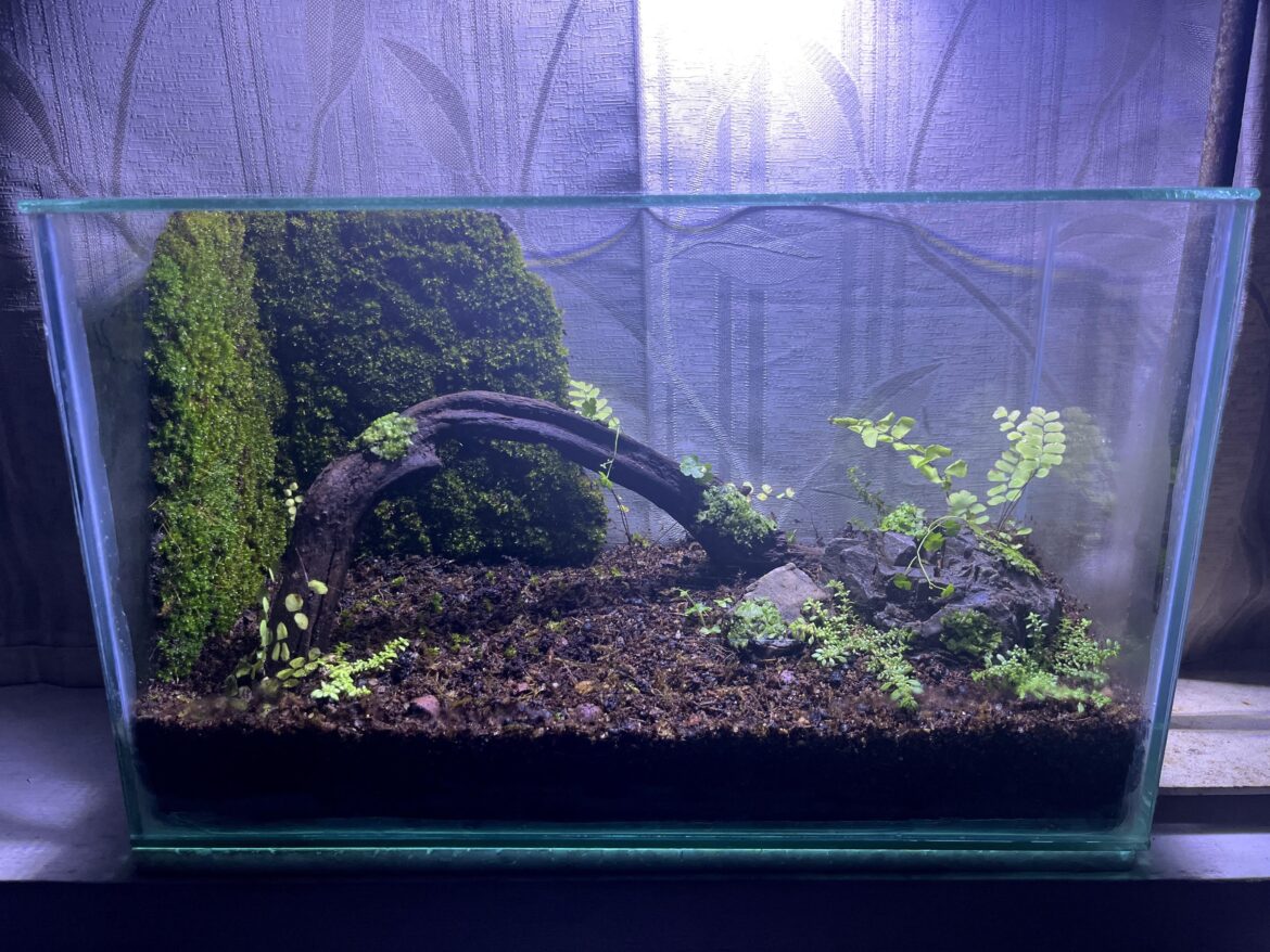 My terrarium looks so vacant