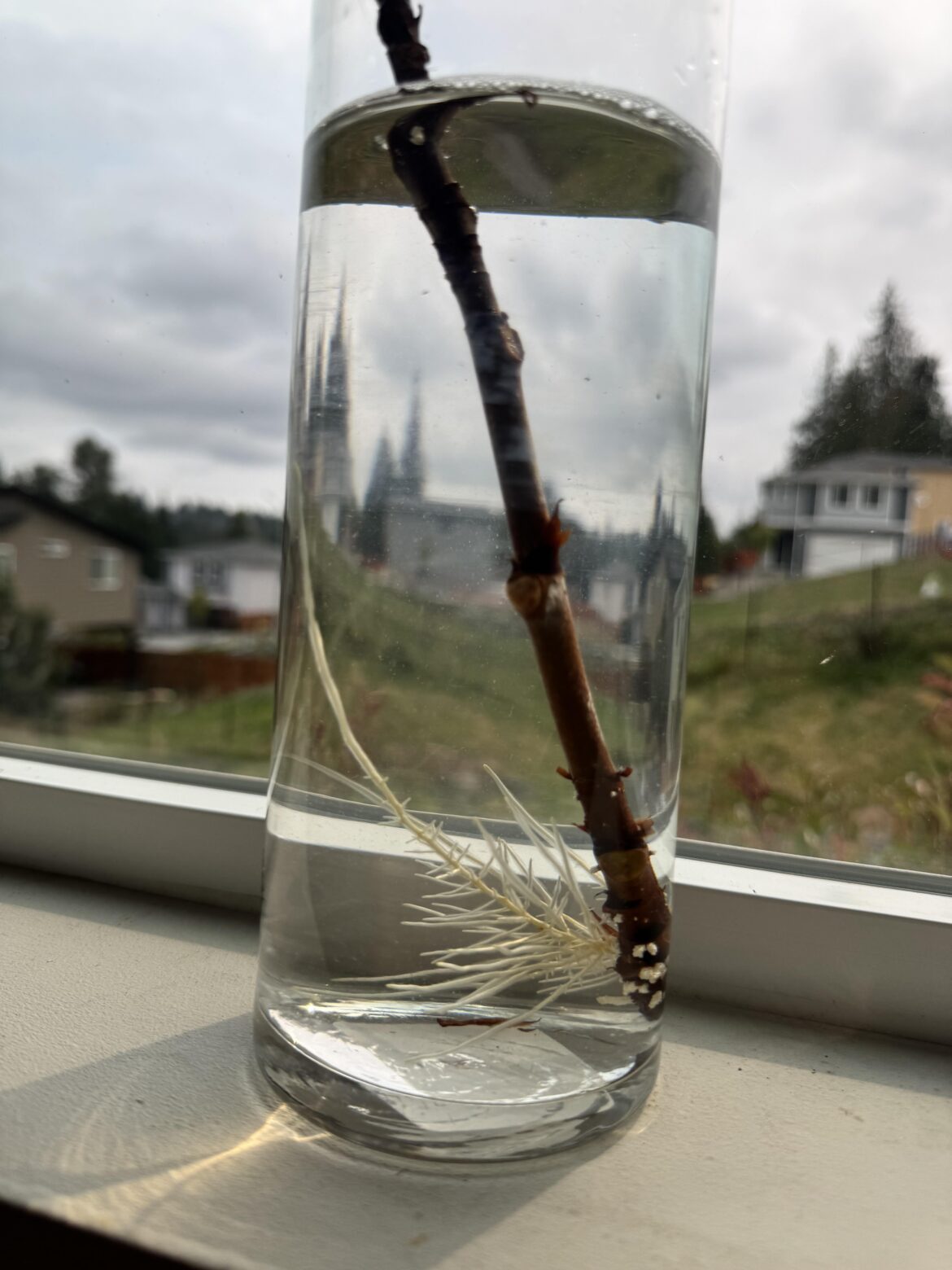 first time propagating – is this ready for potting? first time propagating - is this ready for potting?