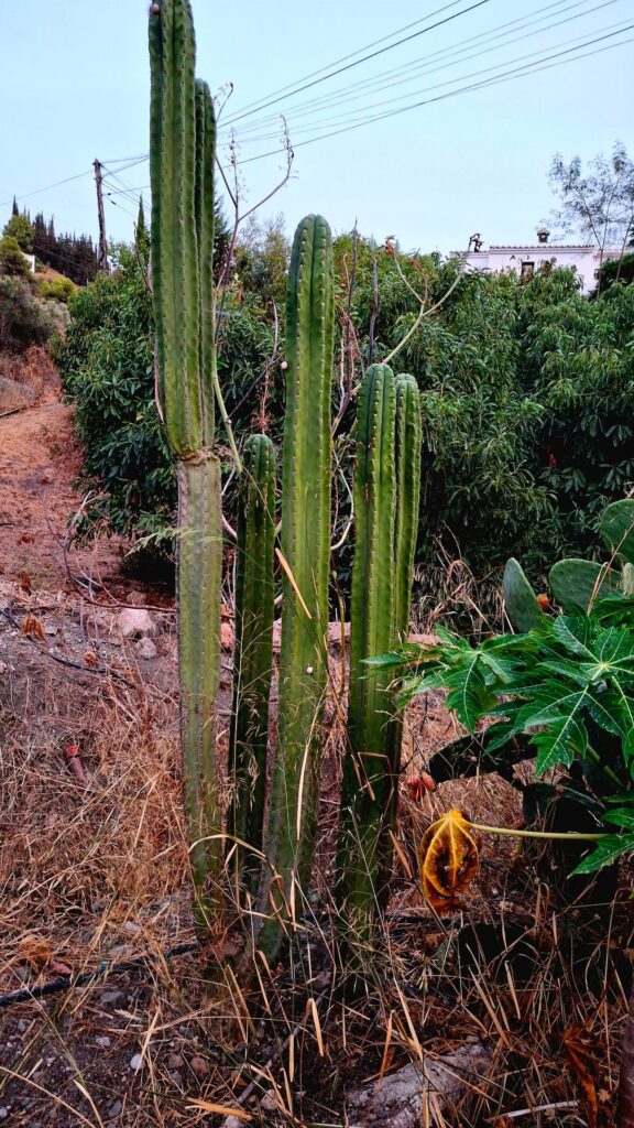 Some beautiful SP found on a walk, south of Spain