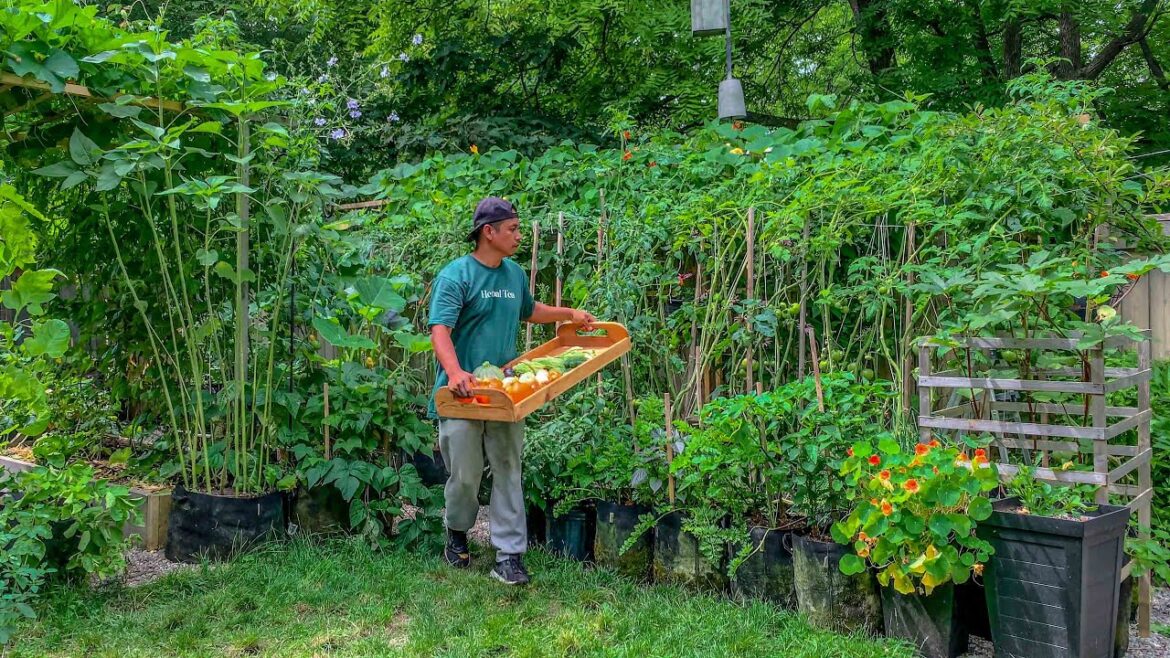 Yes! it’s possible to grow enough food for the family with just 2 garden beds, here’s how we did it! Yes! it's possible to grow enough food for the family with just 2 garden beds, here's how we did it!