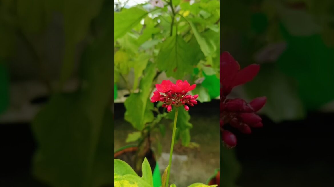 beautiful flower 🌺#jatropha #trends #gardening #nature #flowers #mansoon #beauty #terracegardening