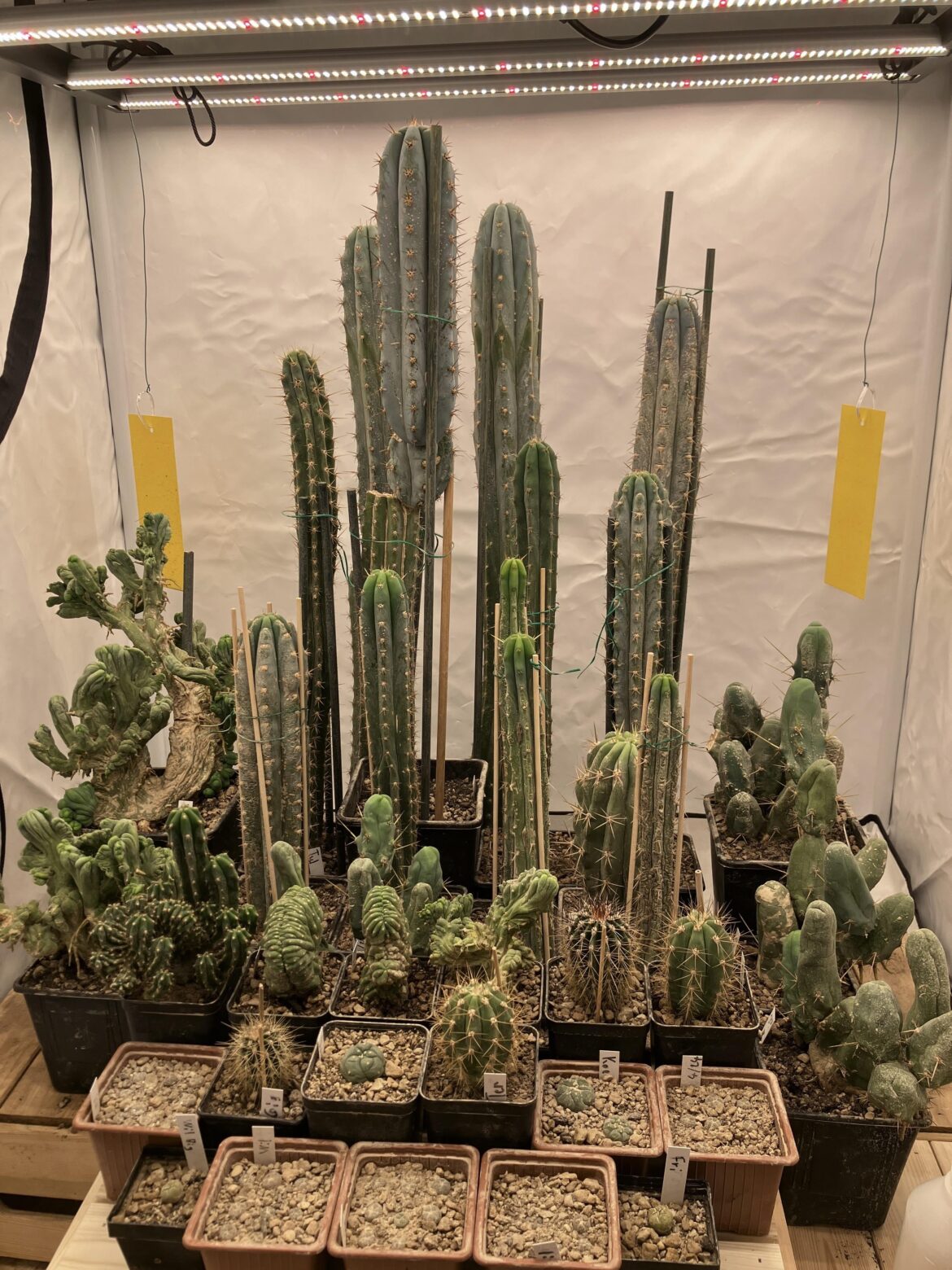 My humble collection