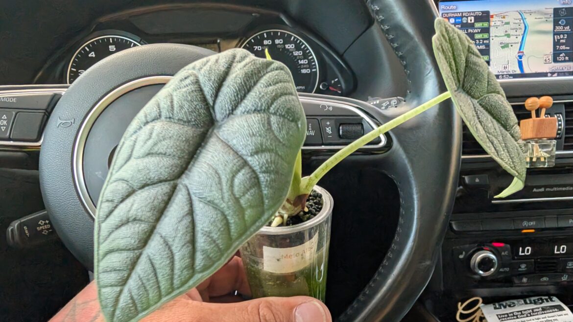 Just picked up this beauty today