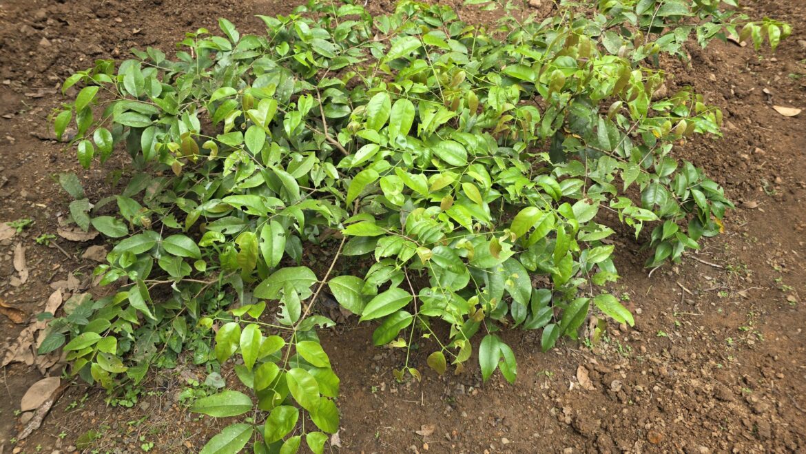 Which plant is this? Location: Kerala, India.