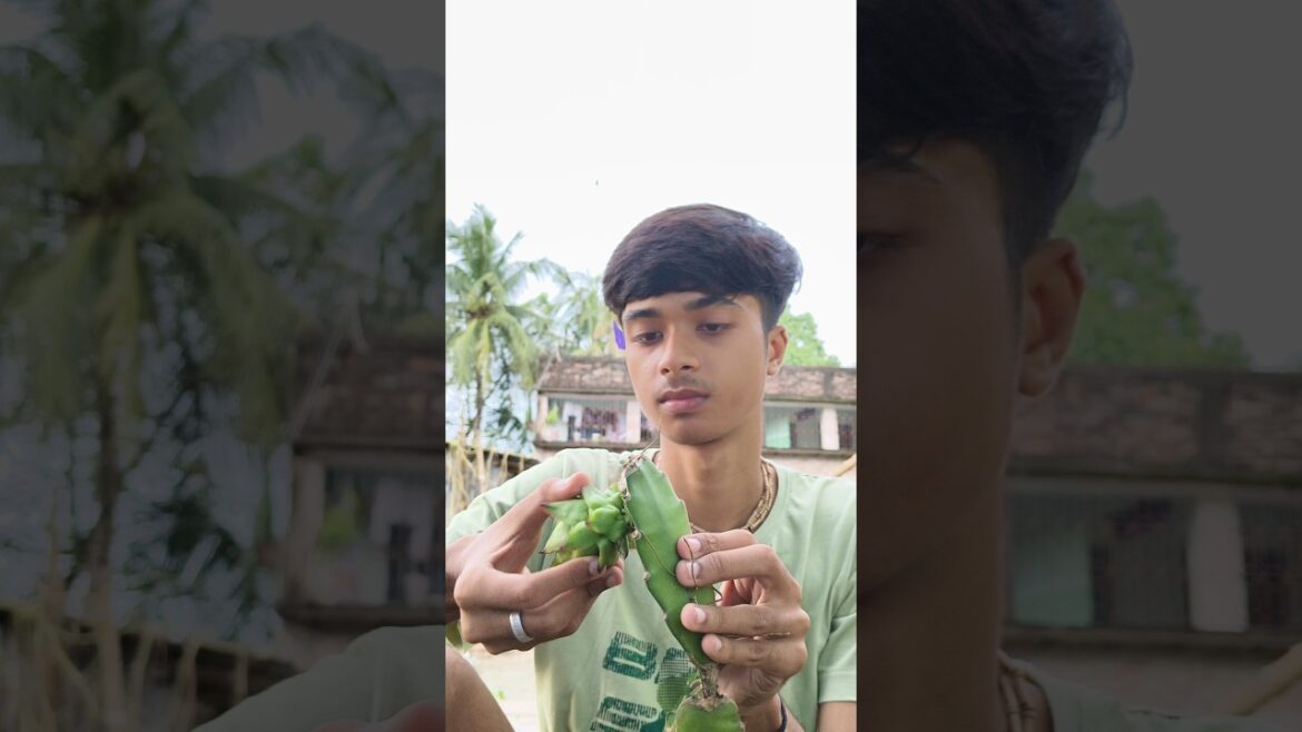 kacha Dragon Fruit Ketei Fellam😵😂||| #shortsvideo #shorts #gardendesign #garden #dragonfruit