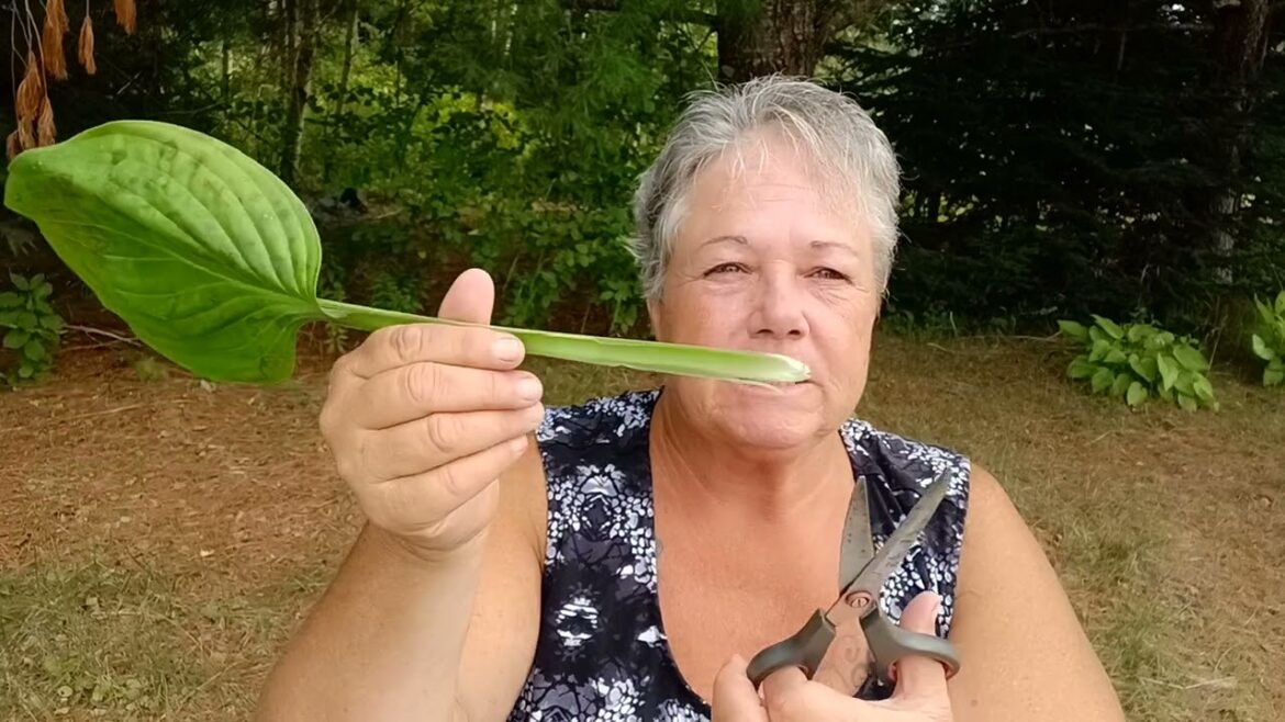 How to Eat & Preserve Hosta Plants — A Frugal & Overlooked Garden Edible How to Eat & Preserve Hosta Plants — A Frugal & Overlooked Garden Edible