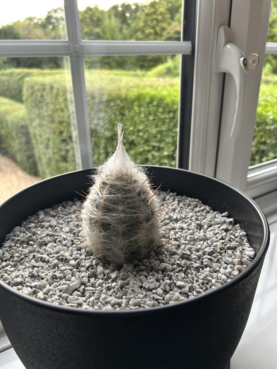 My cactus is entering his wizard era 🧙‍♂️🌵