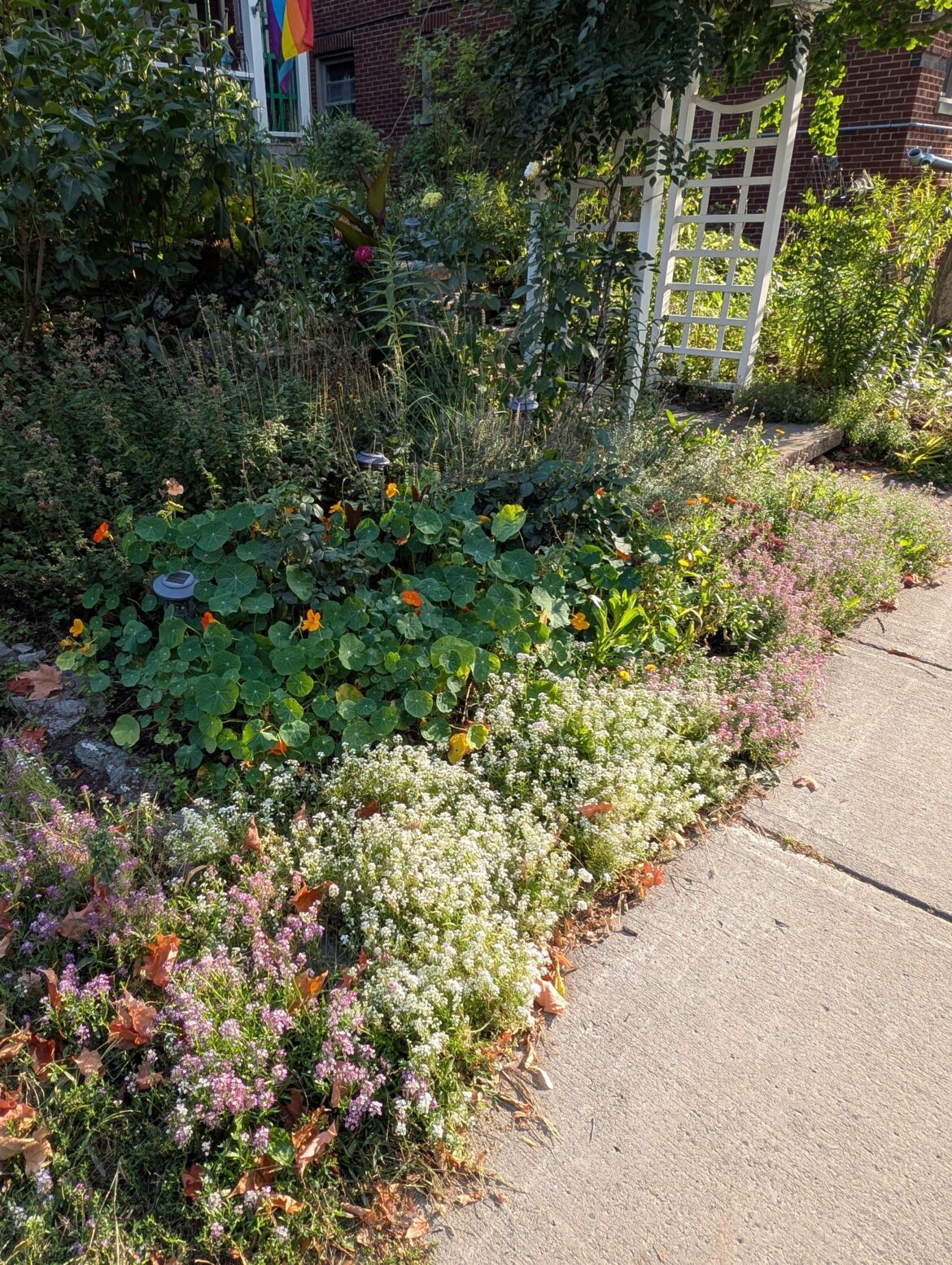 I love when sweet alyssum comes back to life in late summer