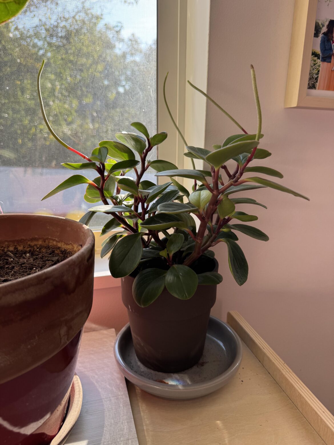 Since we’re all showing off, here’s mine!