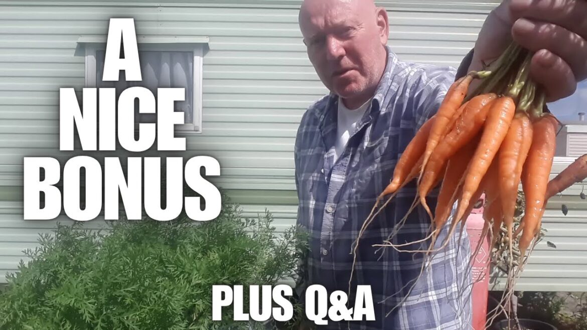 A Nice Little Harvest [Container Gardening ]