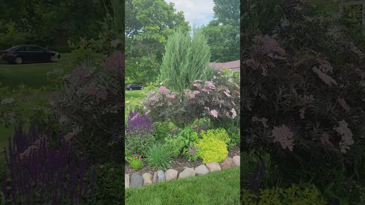 Black lace Elderberry and Oscar Peterson roses in bloom together with purple salvia. #gardening