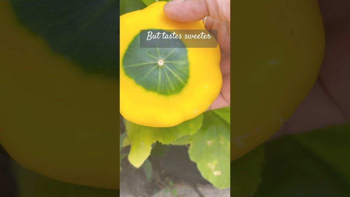 Squash that looks like a big yellow flower 🌻