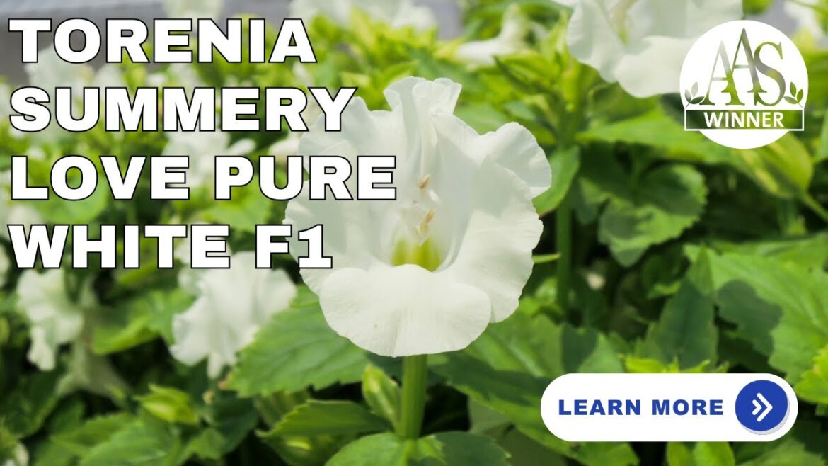 🌸 Torenia ‘Summery Love Pure White’ – Easy Care Flower for Home Gardeners | AAS Winner Spotlight