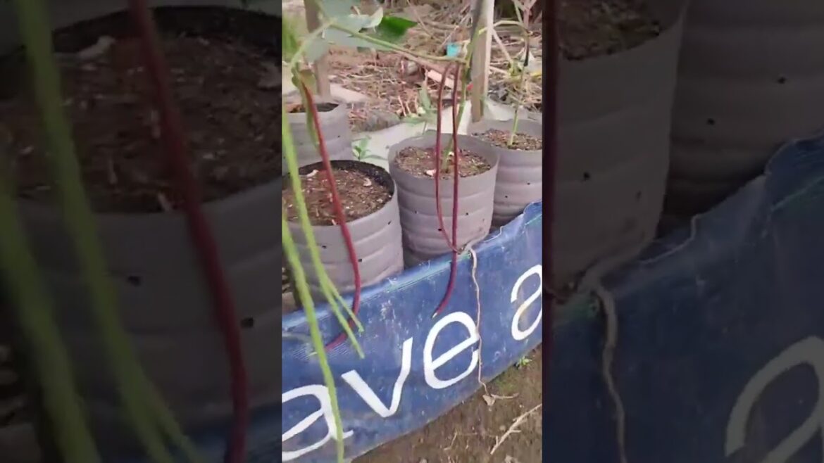 my self watering method sitao. to my frontyard garden(shorts)