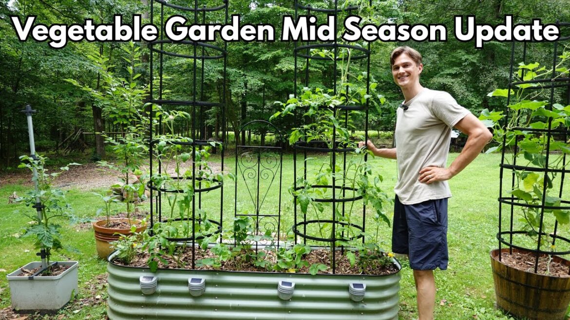 Veggie Garden – Mid Season Update Veggie Garden - Mid Season Update