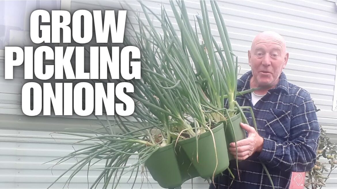 Grow Pickling Onions [Container Gardening ]