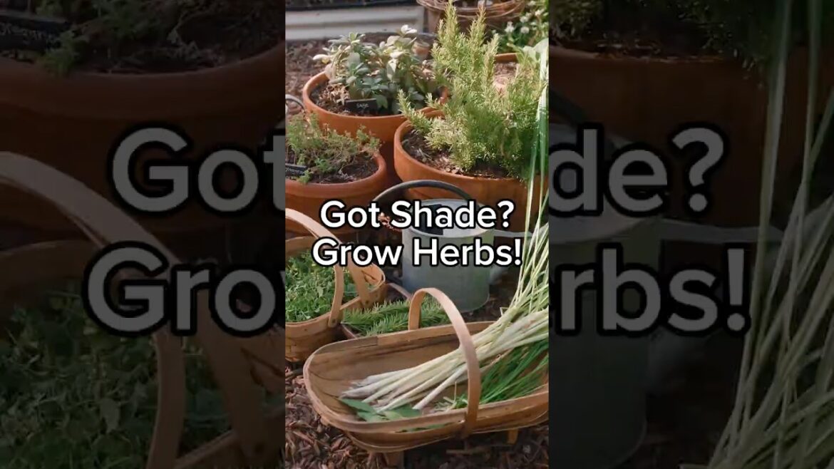 Got Shade? Grow Herbs!