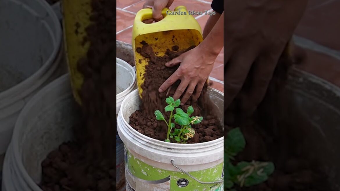 How to Grow Potatoes in Plastic Containers on Your Balcony 🌱🥔 | Beginner’s Guide #containergardening