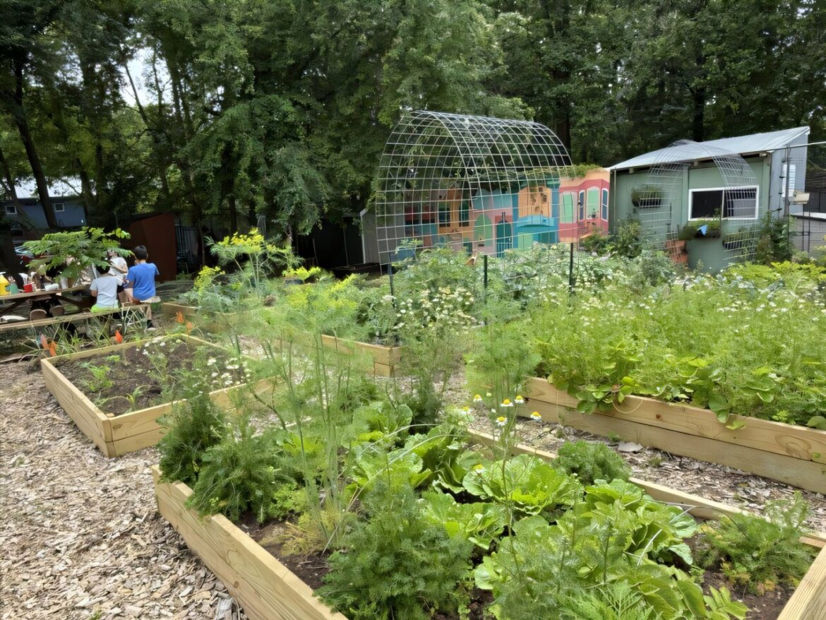 Community gardens highlighted as engines of social capital and resilience