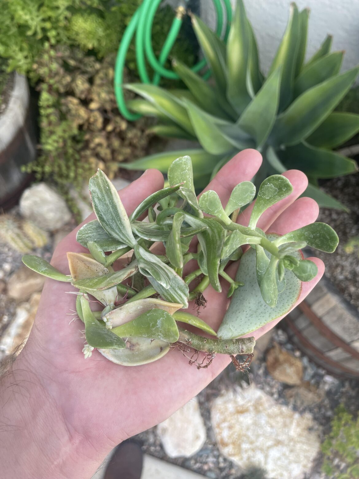 Proplifted from my front yard