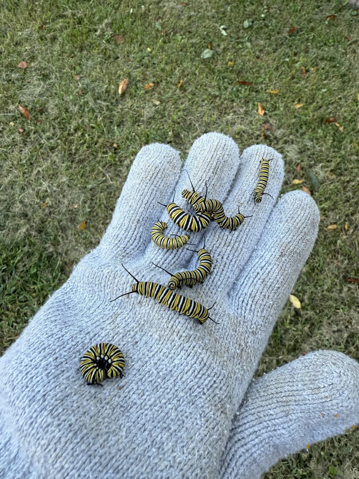 Anyone have to relocate monarch caterpillars due to their total stripping of milkweed plant? Anyone have to relocate monarch caterpillars due to their total stripping of milkweed plant?
