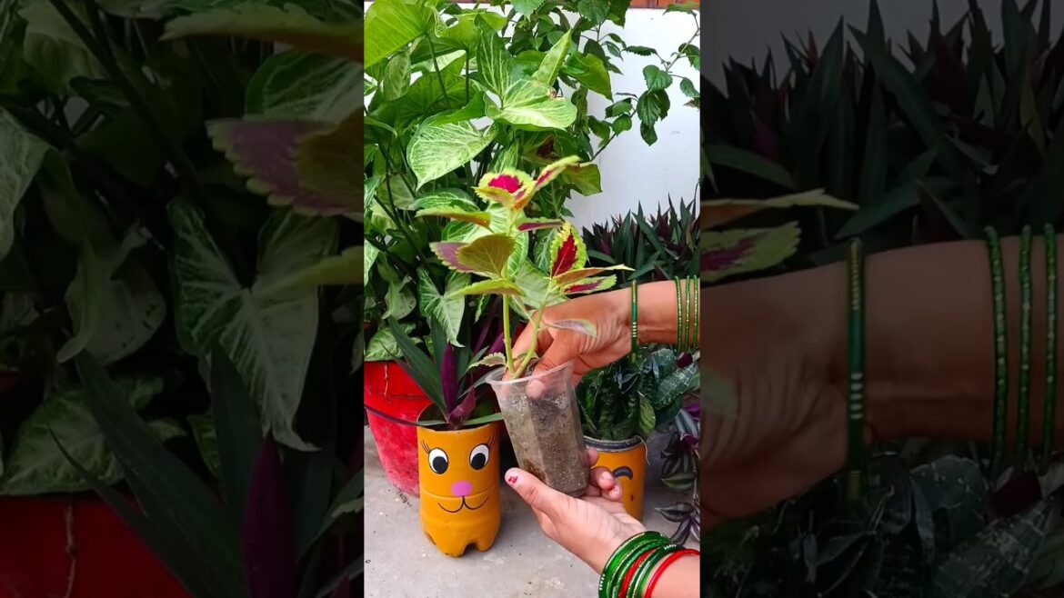 coleus plant #plantreporting #shorts #shortsfeed #garden #gardening #viralshort #trending