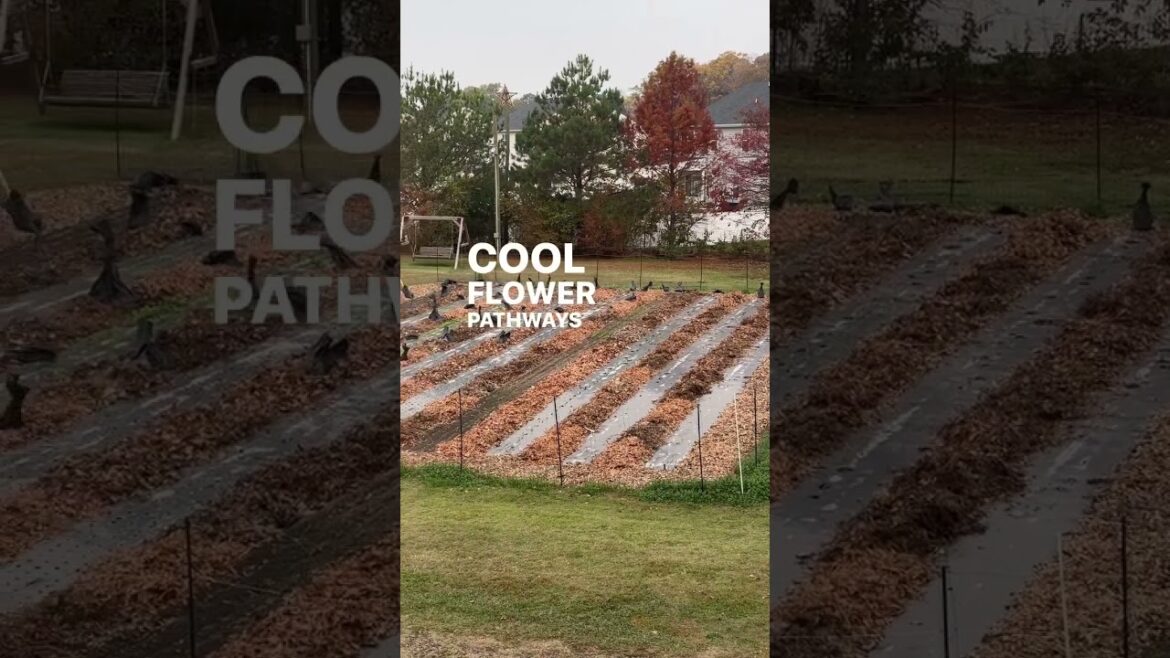 The view from the upstairs studio: Cool Flower garden is leafed! Things that dreams are made