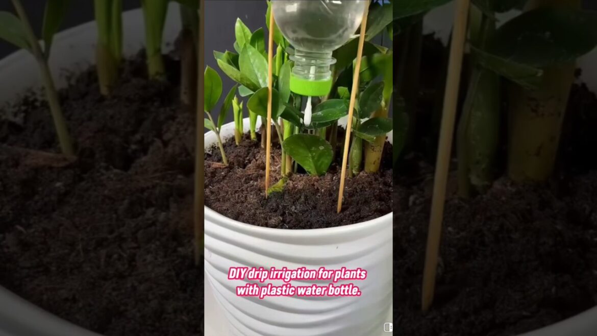 DIY Drip Irrigation: Keep Your Plants Thriving. #shorts #garden #gardening #diy #tips #tricks #hack