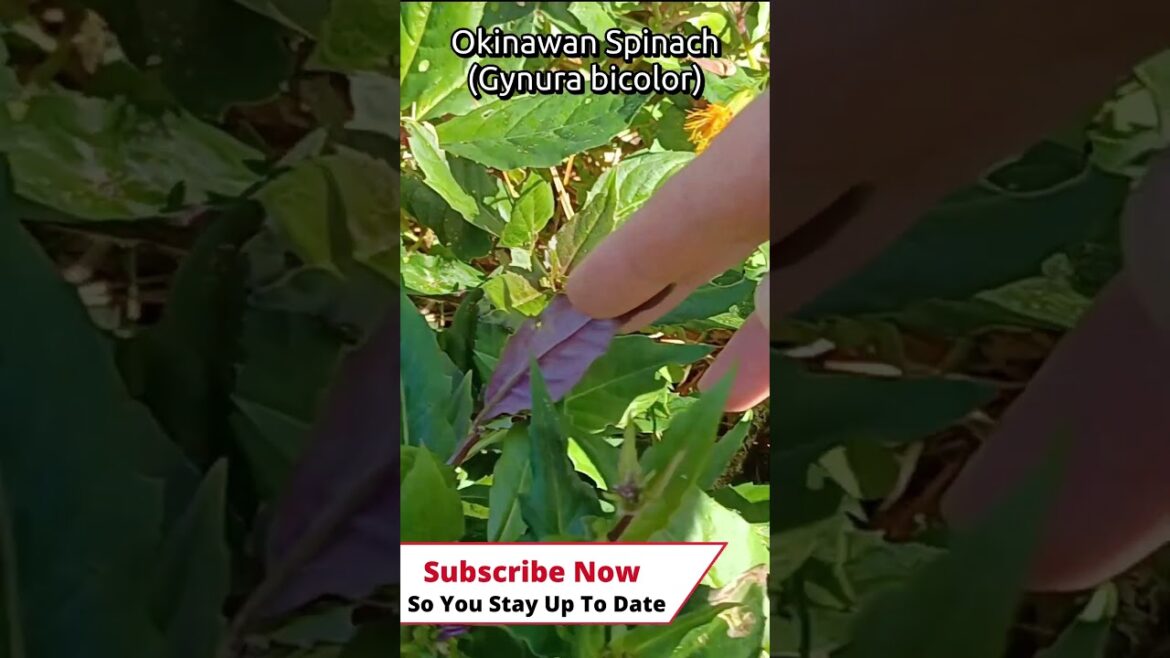 9 Amazing Edible Plants You Can Grow In Your Yard!