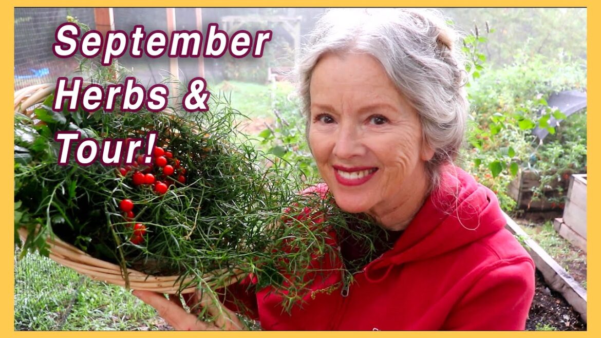 Kaye Kittrell: Massive grub, Raised Bed Garden Tour, Herbs! Massive grub, Raised Bed Garden Tour, Herbs!