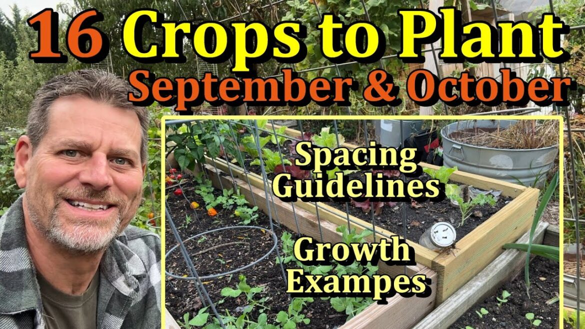 What to Plant in Your Vegetable Garden in September & October (Spacing Guidelines & Growth Examples)