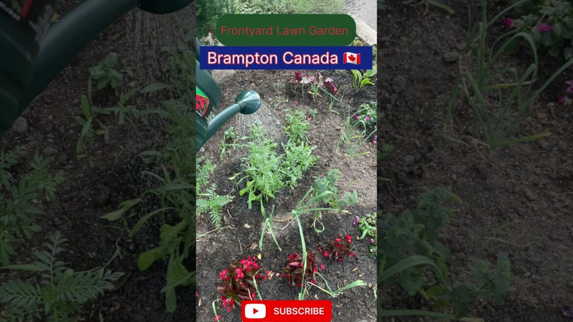 🏕 Mehnat Rang Dikhati Hai 🍎| Frontyard Lawn Garden 🏜||#vlog #shorts #maint #lawn #garden #viral 🏕 Mehnat Rang Dikhati Hai 🍎| Frontyard Lawn Garden 🏜||#vlog #shorts #maint #lawn #garden #viral