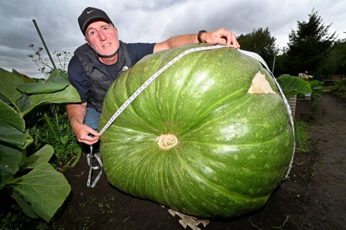 Get the supersized squash to the show! Stourbridge gardener’s quarter-ton vegetable poses transport dilemma Lee Herrington has grown a huge quarter ton squash in his allotment in Lye