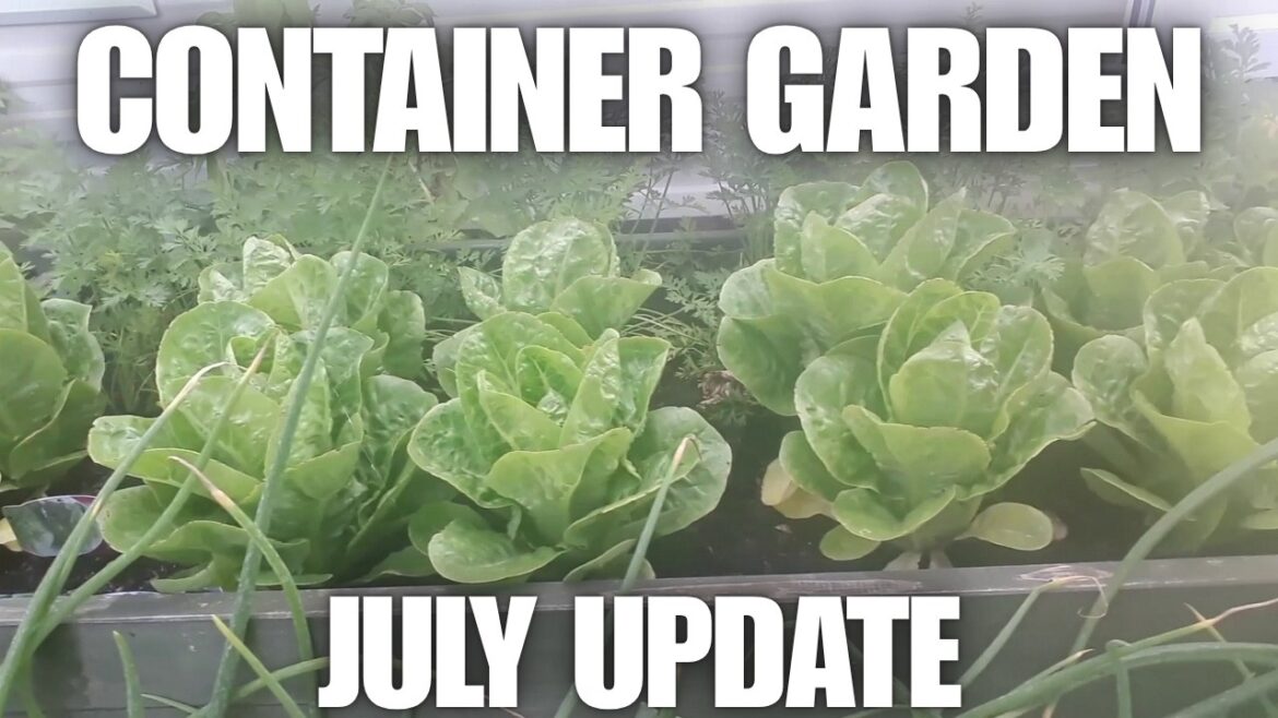 Container Garden July Update Fast Growing Plants [Container Gardening ]